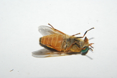 Tabanus fulvulus