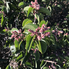 Rhus ovata
