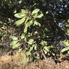 Heteromeles arbutifolia