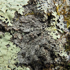 Rinodina ascociscana