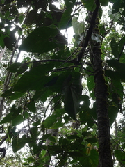 Anthurium nigrescens