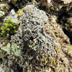 Rinodina ascociscana