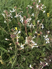 Raphanus raphanistrum raphanistrum