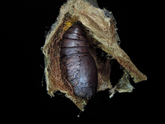 Automeris excreta