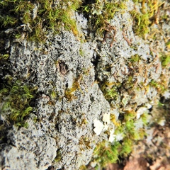 Rinodina ascociscana