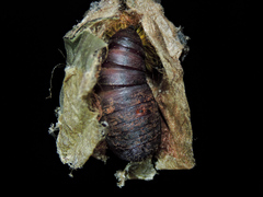 Automeris excreta