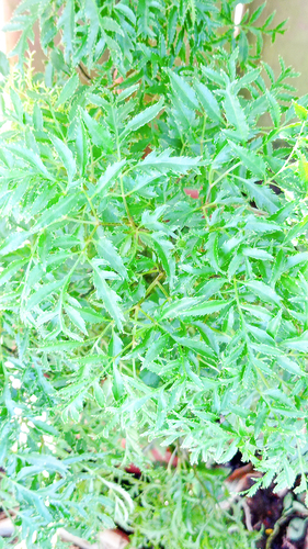 Polyscias fruticosa