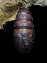 Automeris excreta