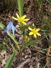 Gagea helenae