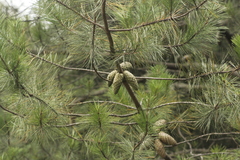 Pinus greggii
