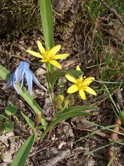 Gagea helenae