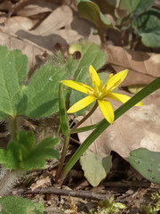 Gagea helenae