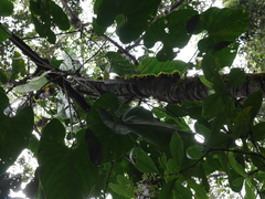 Anthurium nigrescens