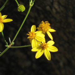 Coreocarpus arizonicus