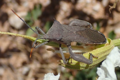 Anoplocnemis curvipes