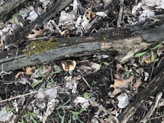 Polyporaceae