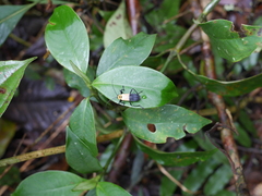 Chauliognathus heros
