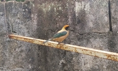 Stilpnia cayana