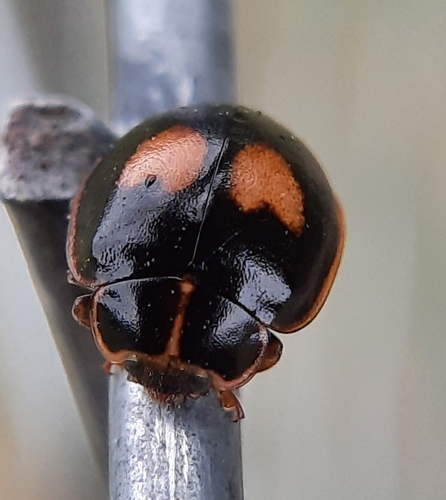 Cream-spotted Ladybird (Calvia quatuordecimguttata), a species recorded in Alaska