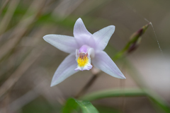 Bletilla formosana