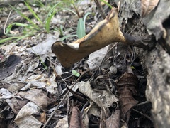 Polyporaceae