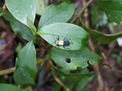 Chauliognathus heros