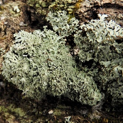 Heterodermia squamulosa
