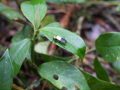 Chauliognathus heros