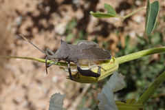 Anoplocnemis curvipes