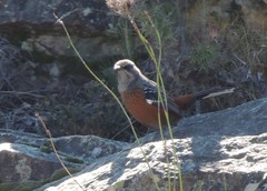 Achaetops pycnopygius