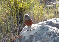 Achaetops pycnopygius