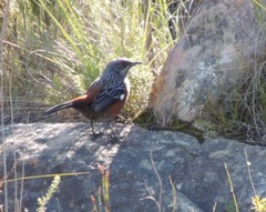 Achaetops pycnopygius