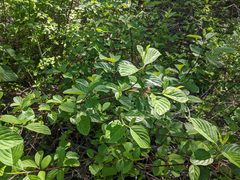 Cornus sericea occidentalis