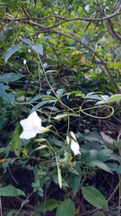 Distimake macrocalyx