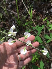 Baptisia albescens