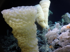 Pinulasma