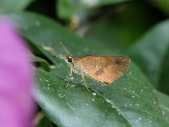 Synapte silna