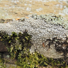 Pertusaria plittiana