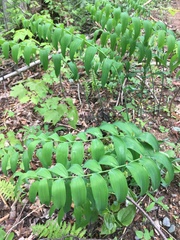 Polygonatum biflorum biflorum