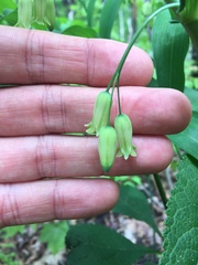 Polygonatum biflorum biflorum