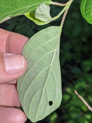 Cornus sericea occidentalis