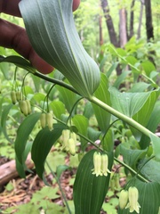 Polygonatum biflorum biflorum