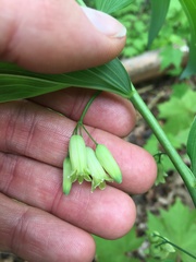 Polygonatum biflorum biflorum