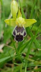 Ophrys vasconica