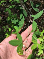 Baptisia albescens