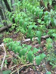 Polygonatum biflorum biflorum