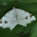 Peacock Moth - Photo (c) Sepp Schmid, some rights reserved (CC BY-NC), uploaded by Sepp Schmid