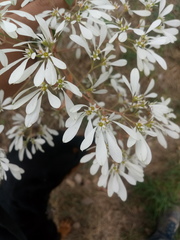 Euphorbia leucocephala