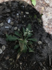 Capsella bursa-pastoris