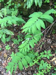 Polygonatum biflorum biflorum